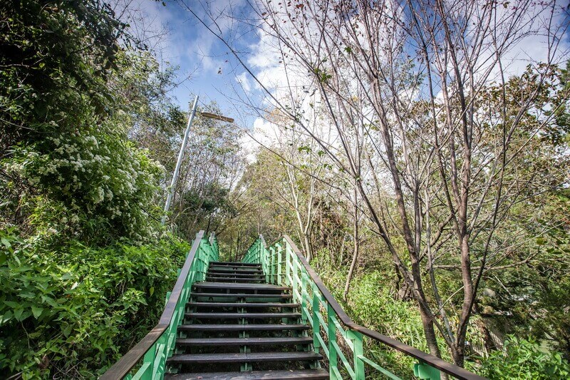 清境景點-清境櫻花步道