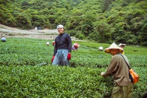 清境景點-紅香部落(紅香茶園)