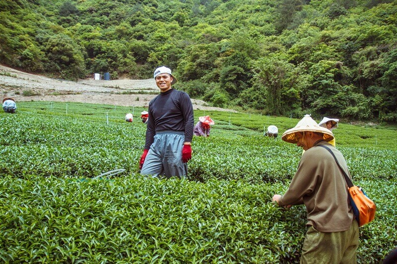 清境景點-紅香部落(紅香茶園)