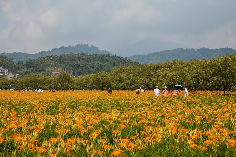 日月潭景點-頭社金針花海